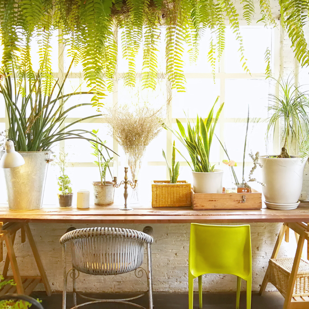 Tips for Starting an Indoor Garden: A Comprehensive Guide for Beginners